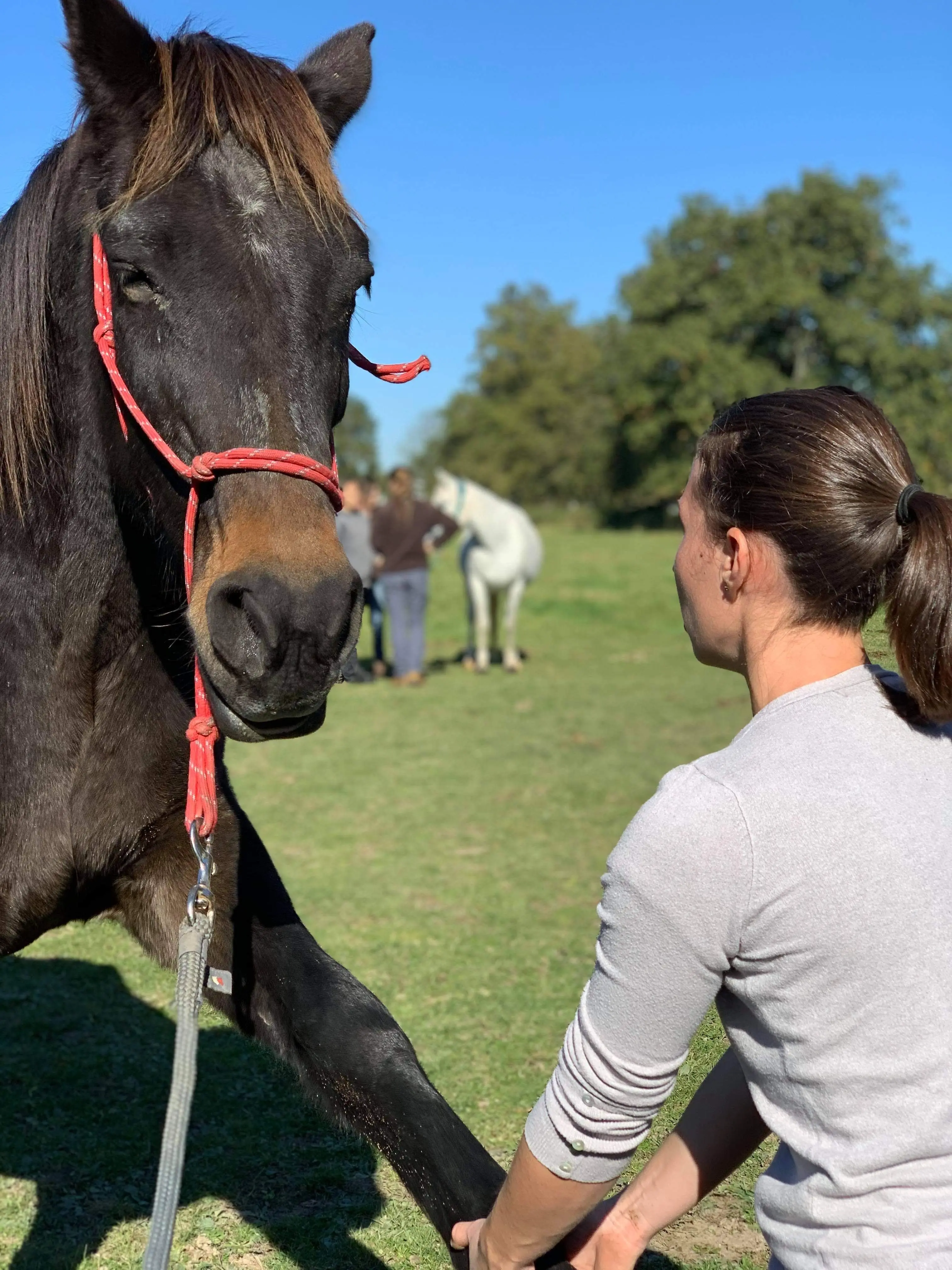 Léa Kormas étirant la patte d'un cheval