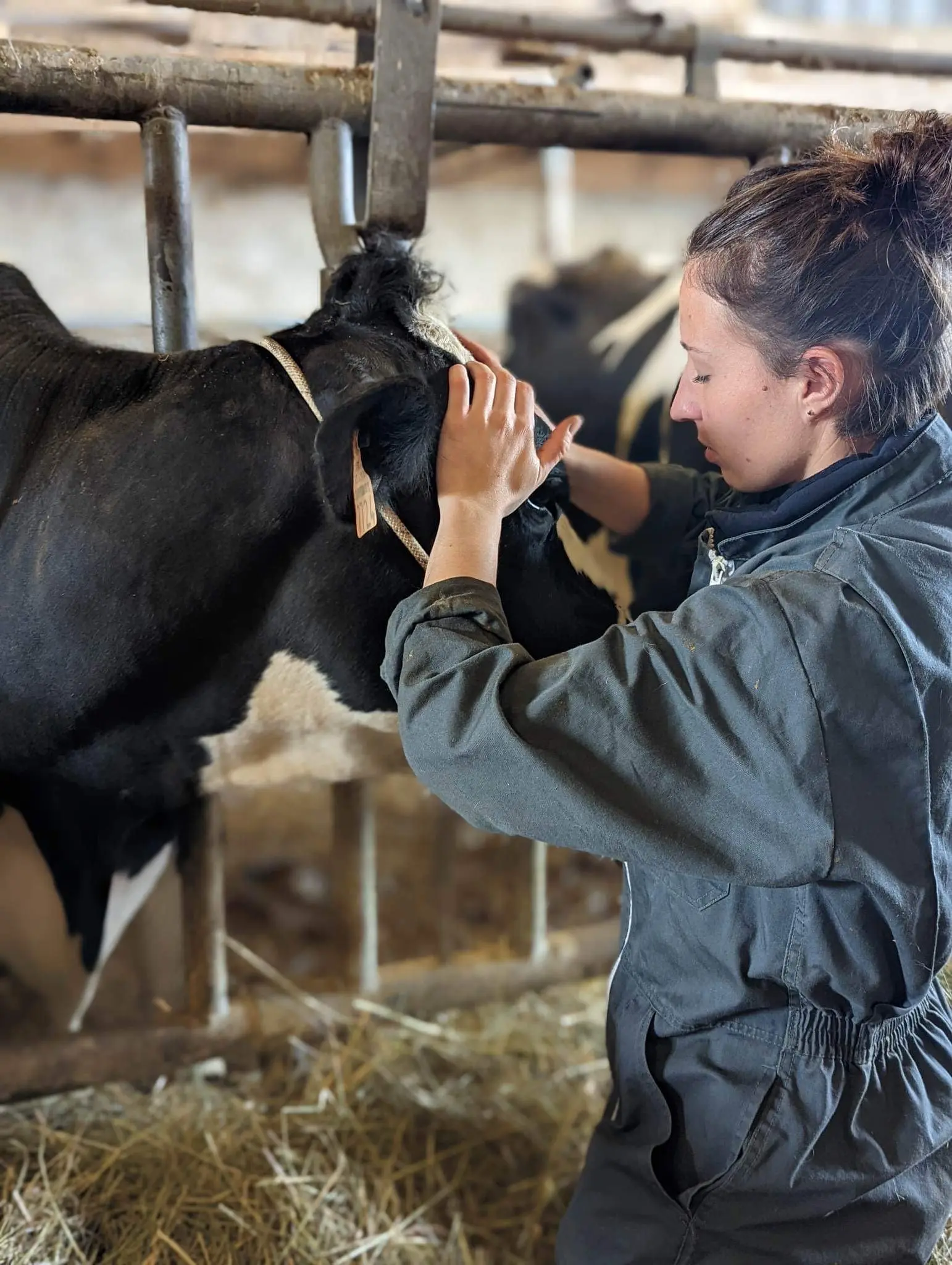 Léa Kormas massant la tête d'une vache