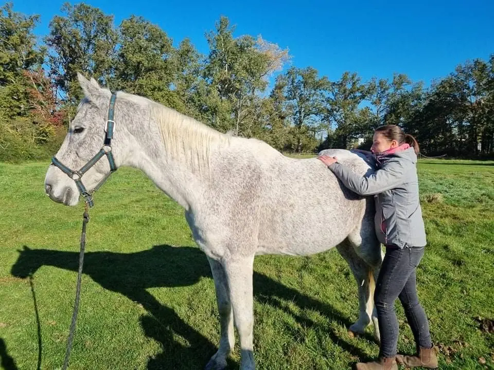 Léa Kormas massant la croupe d'un cheval